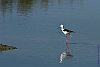 Black-winged Stilt